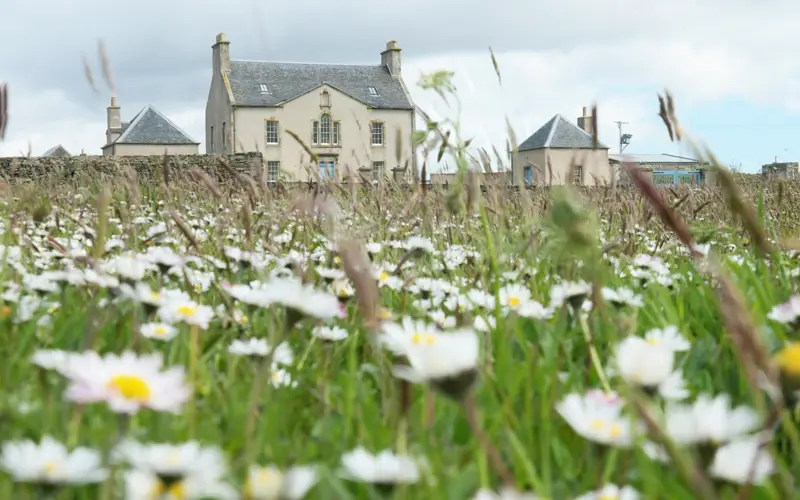 Belmont House Daisies