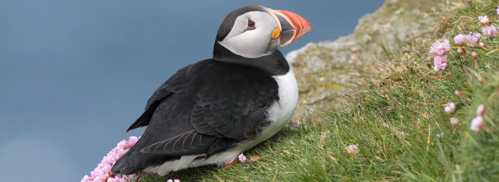 Puffin 2 Robbie Brookes