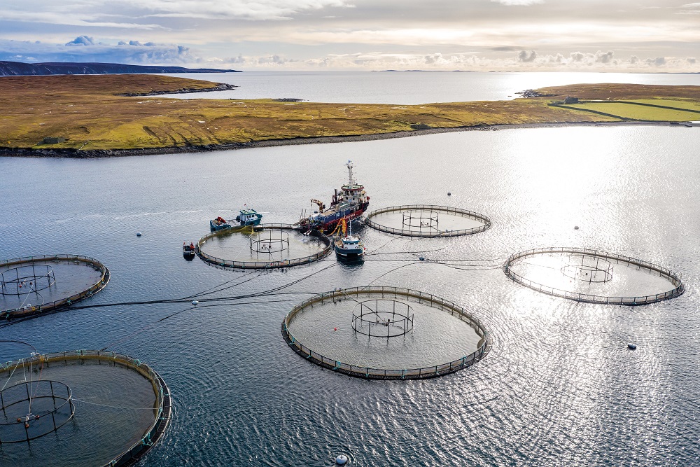 Ocean Kinetics Aquaculture Web