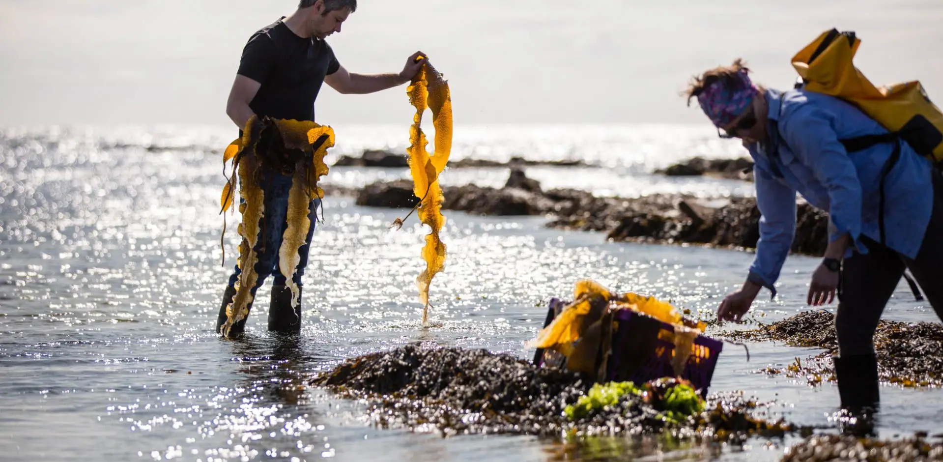 Seaweed1920 940