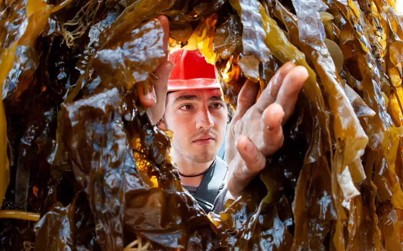 SAMS seaweed worker