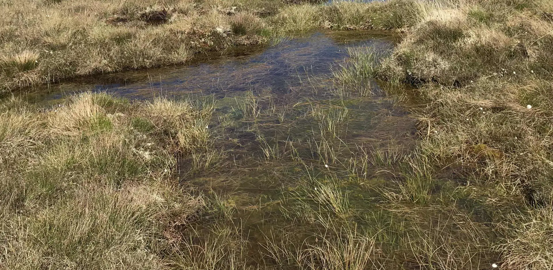 Bog Pool Angharad Ward ACT 1920 X 940