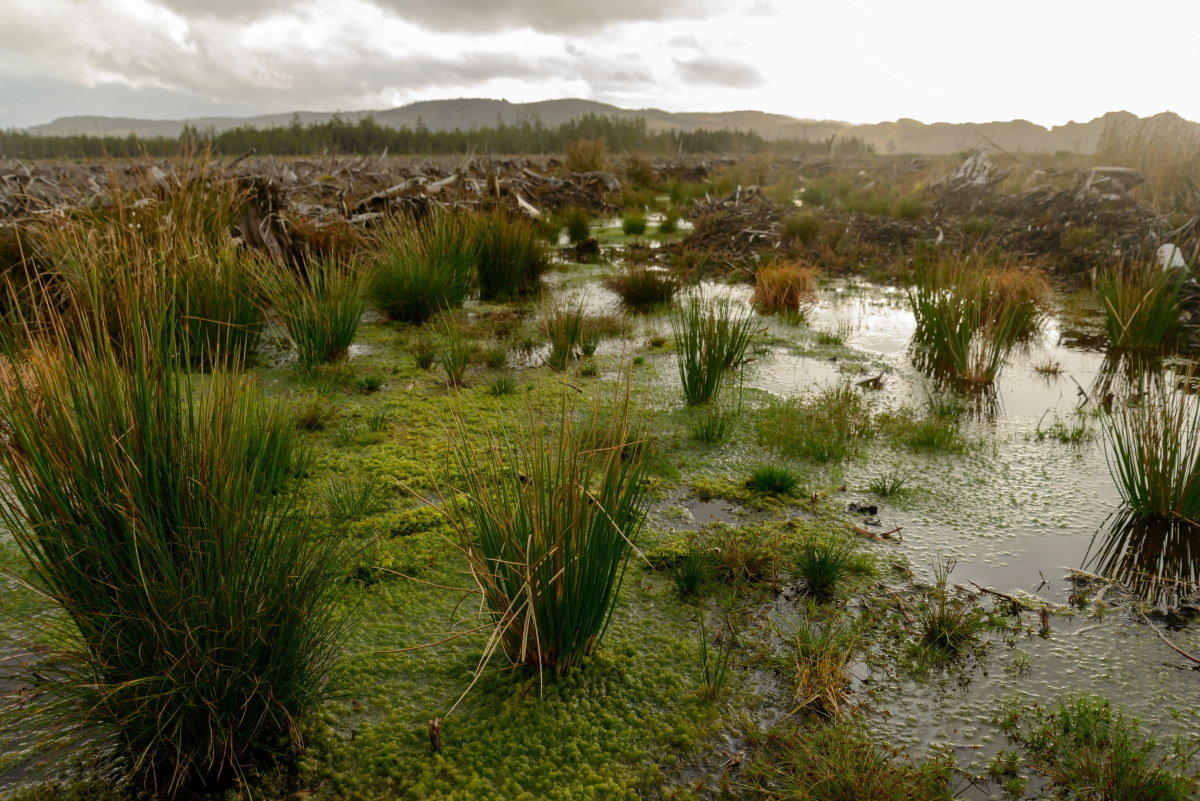 Moine Bog Web