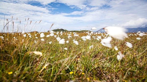 Isle Of Muck By Rachel Keenan Web