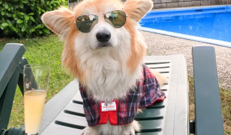 Small dog wearing sunglasses and coat