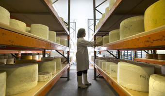 Employee standing amongst shelves of cheese at Connage Highland Dairy