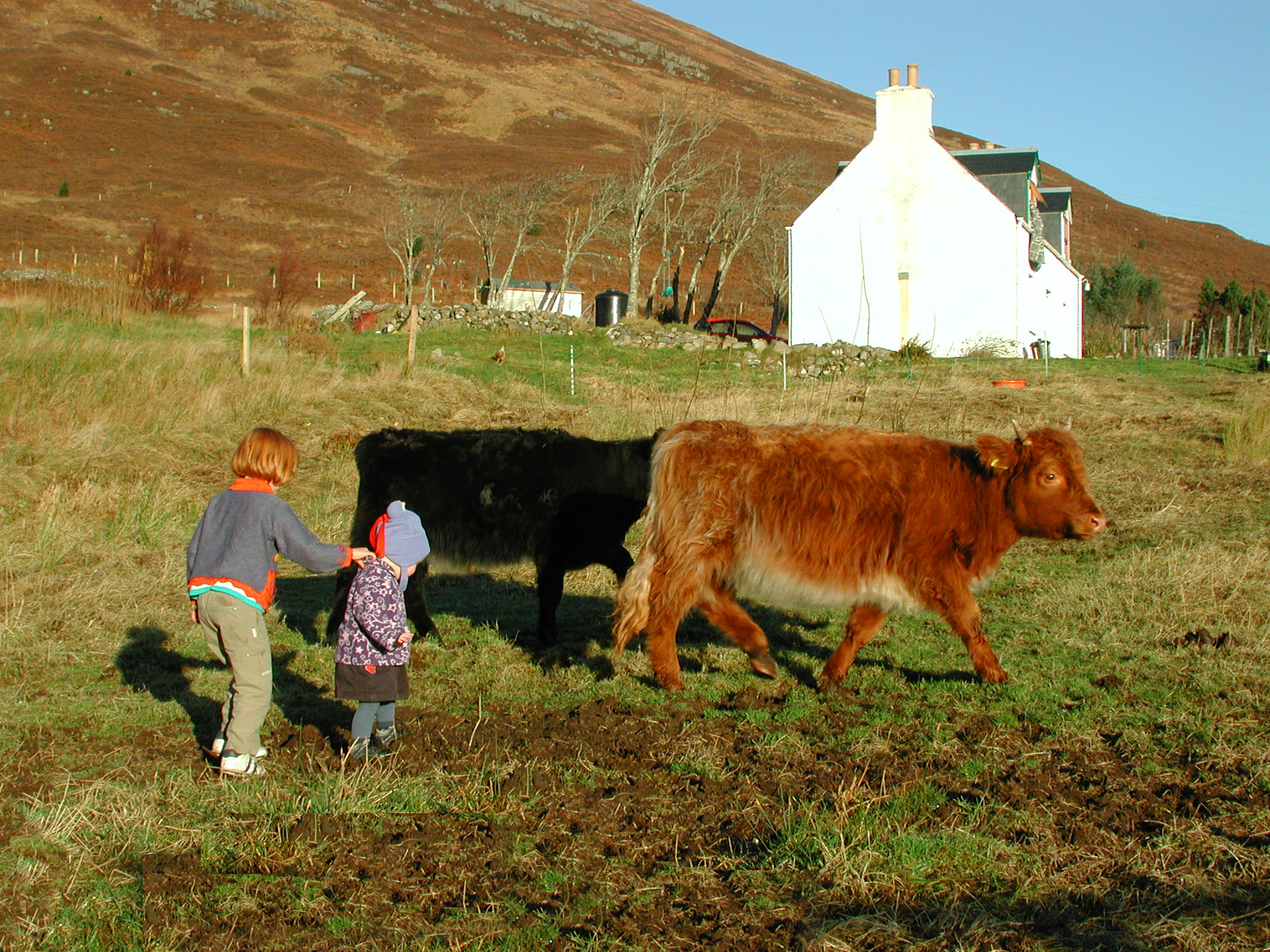 Cows in a field