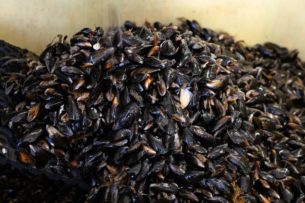 Shetland Mussels Ben Mullay
