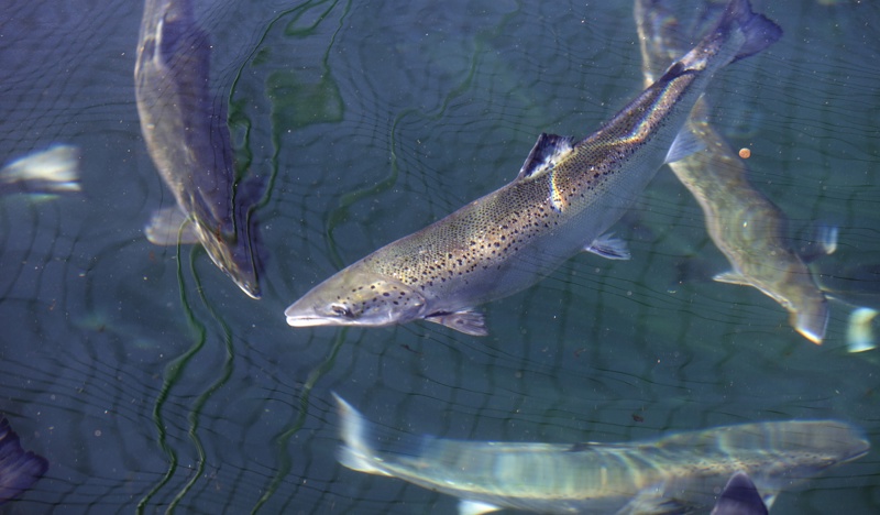 fish swimming in large tank