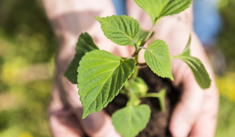 Plant
