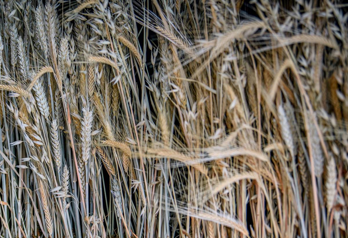Brown and yellow wheat husks bundled together 