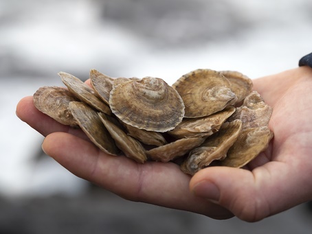Oysters