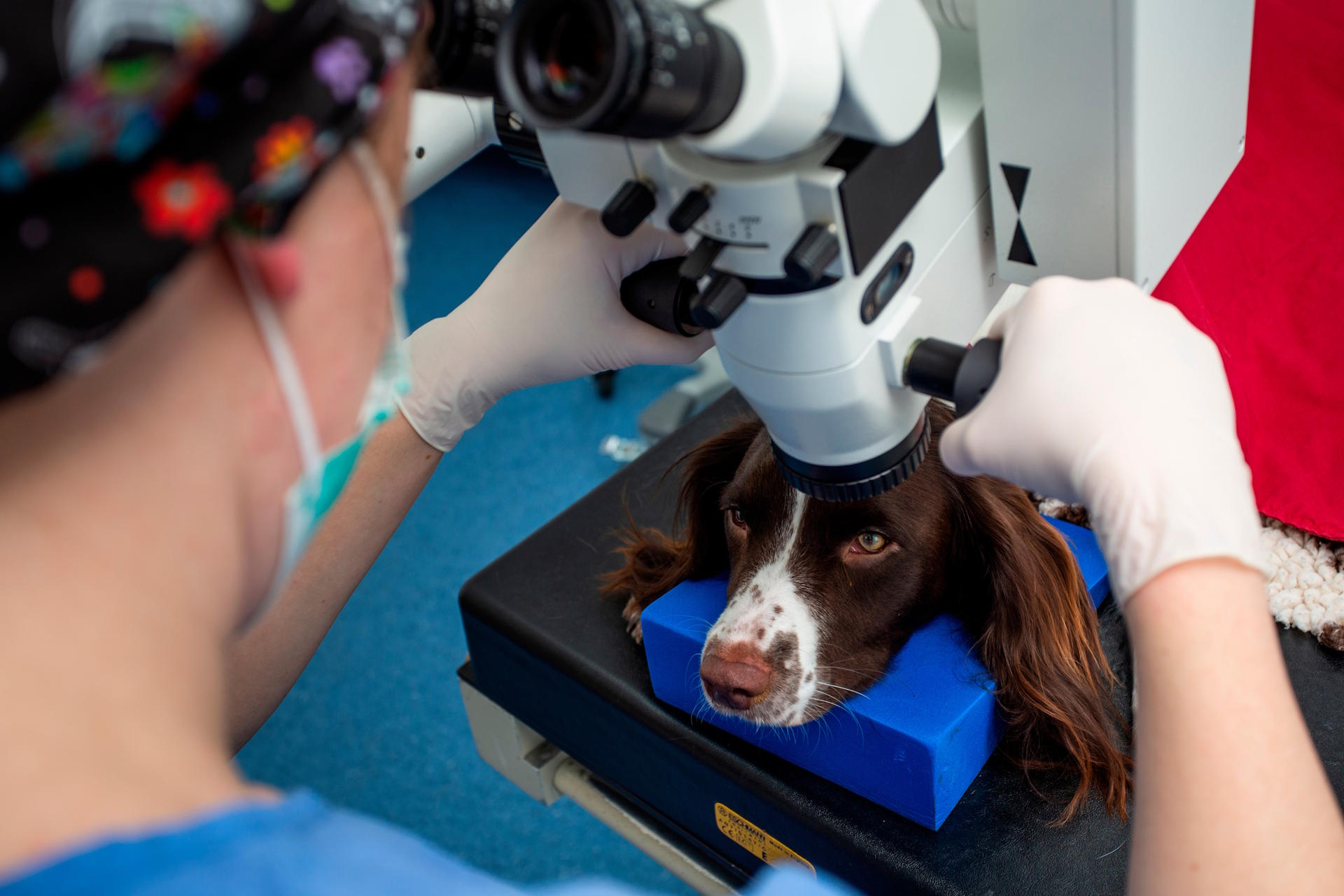 Brown and white spaniel undergoing treatment at Scottish Vet Referrals. The vet is holding a scope above the dogs head.